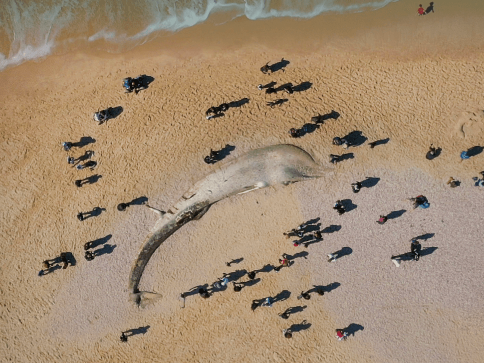 מותו של לוויתן