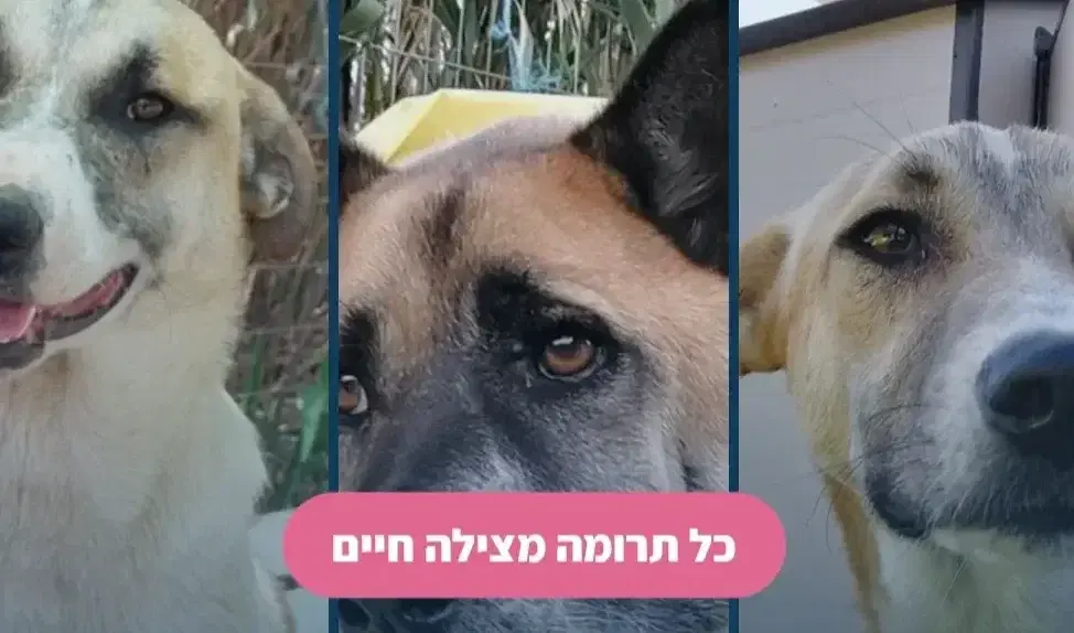 לתרומה מצילת חיים