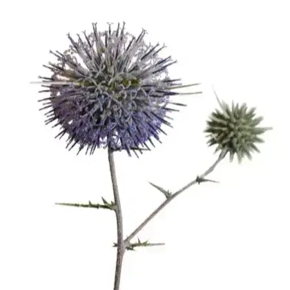 חבילת 2 משחקים רביעיות וזיכרון צמחי מדבר