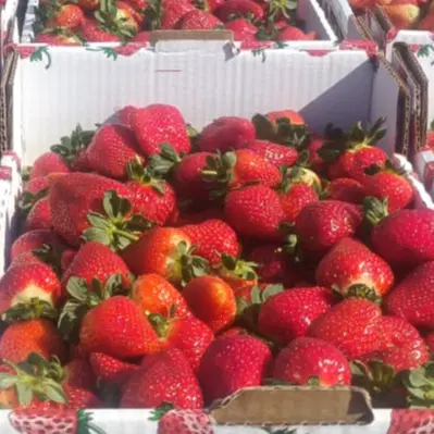 תות שדה  מארז חצי ק"ג