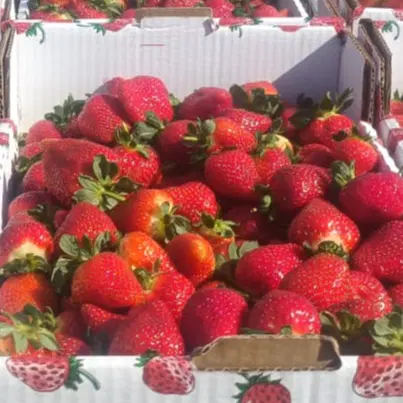 זוג  תות מארז חצי ק"ג