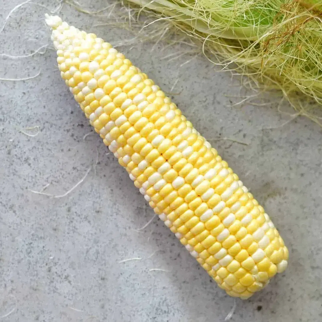 קלח תירס חם