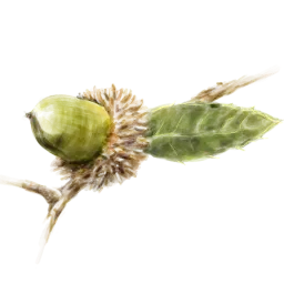 לוגו של עושה סדר - הגדה מוארת