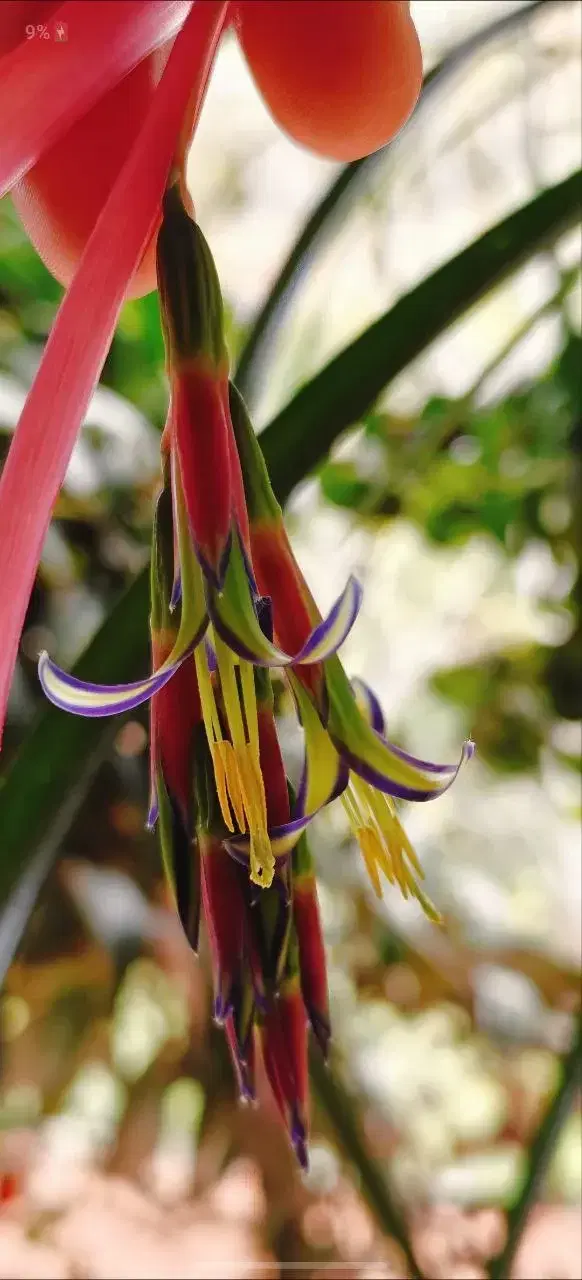 בילברגיה נטויה