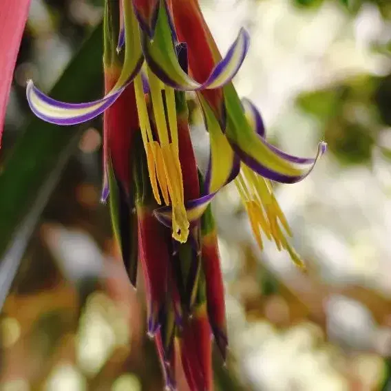 בילברגיה נטויה "צמח התוכי"