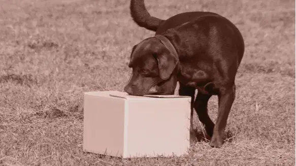 חיפוש במיכלים