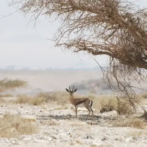 קורס גששות ערבה - 5 מפגשים