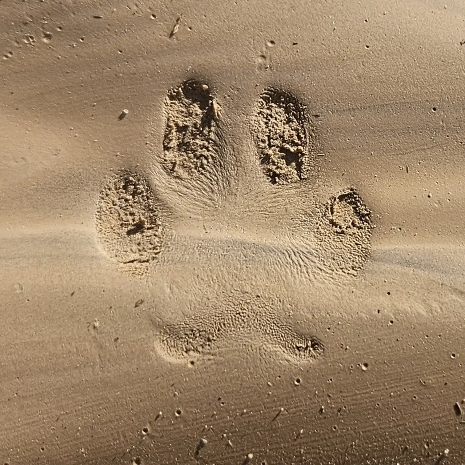 קורס גישוש מעקב - 3 ימים רצופים
