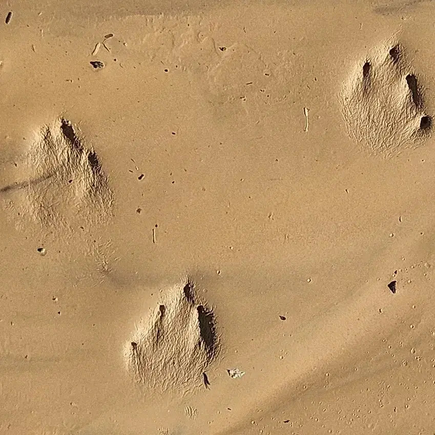 קורס מבוא לגששות - 3 ימים רצופים