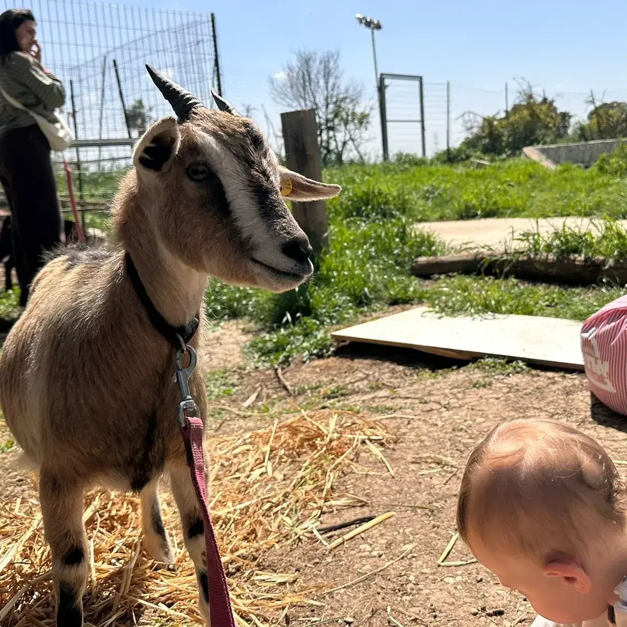 חינוך ביתי ילד נוסף