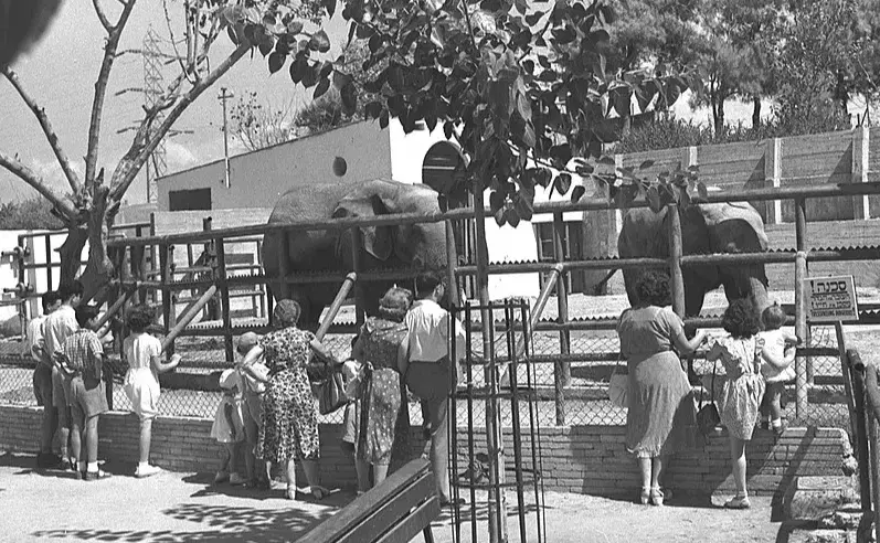 דוקוניישן דוקוניישן