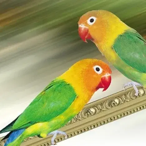 הבית היהודי - קורס פרונטלי