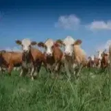 מפגש בוקרים במרעה גולן 16.8