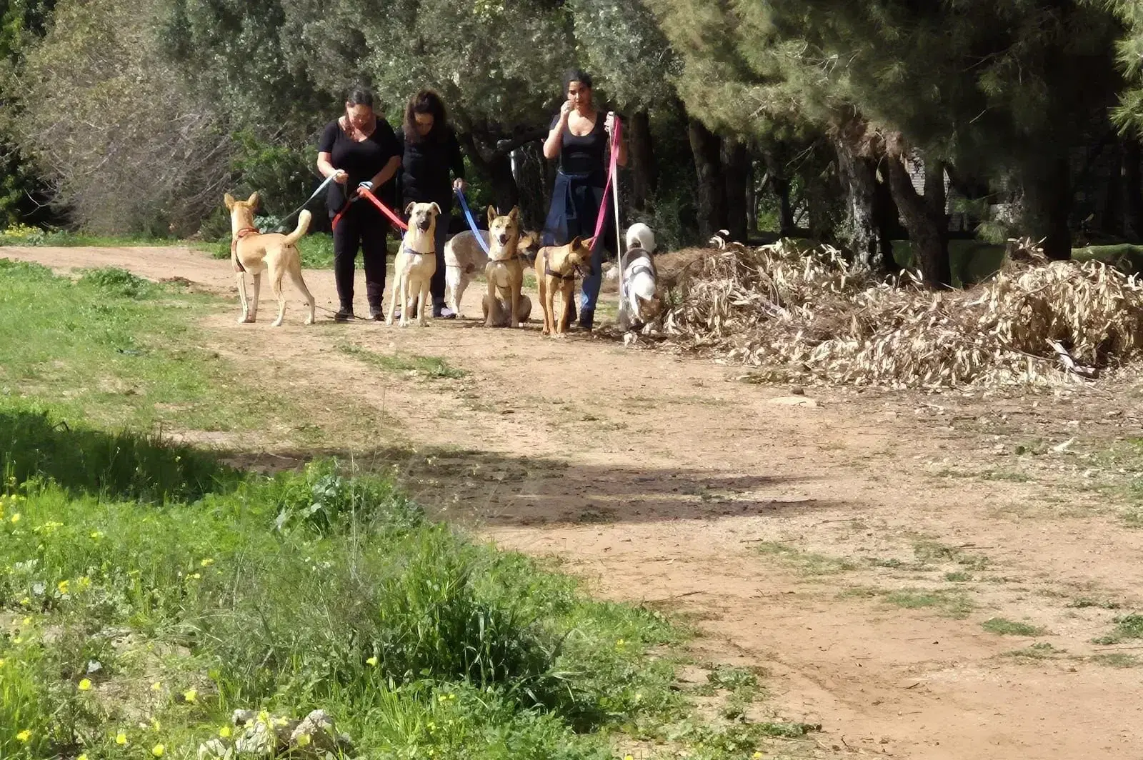 הליכות כלבים הליכות כלבים