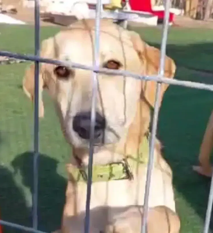אימוץ וירטואלי אימוץ וירטואלי