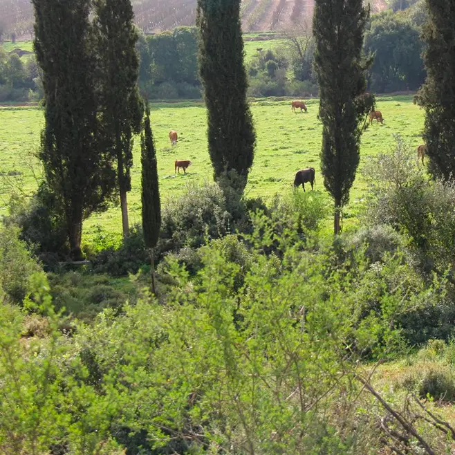 אדם בחדר זוגי מכירה מוקדמת