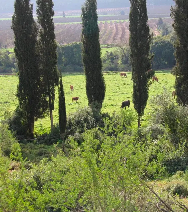 טבע בקיבוץ מורן טבע בקיבוץ מורן