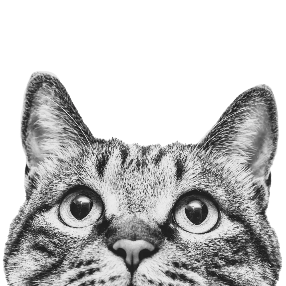 לוגו של ליאור פרנקל