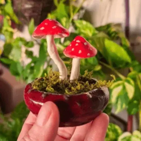 פטריות בעציץ